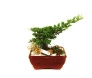 Bonsai Tuia Jacaré 4 anos