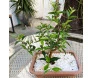 bonsai de 2 anos jovem plantado