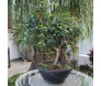 bonsai pitanga 1