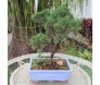 bonsai shimpaku