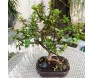 bonsai de suculenta na louça