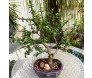 bonsai de suculentas com 5 anos de idade