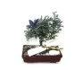Bonsai de Tuia Azul