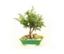 Bonsai de Tuia azul