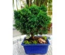 bonsai de tuia tipo shimpaku com 5 anos de plantio