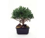 Bonsai de Buchinha