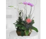 Cesta de Orquídeas com Bromélia