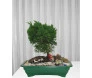 Bonsai Tuia Chimpaco 