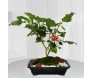 Bonsai frutifera de amora para entrega em BH