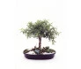 Bonsai de Fícus - BH MG