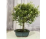 Bonsai adulto 12 anos