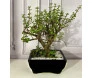 Bonsai adulto de suculenta para cuidar