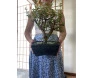 Venda de bonsai adulto em bh