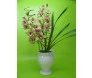 Orquídea cymbidium