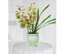 Orquídea cymbidium