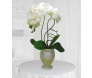 Orquídea Phalaenoposis branca 