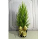 Tuia holandesa estilo mini-árvore de natal