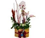 Arranjo de orquídeas phalaenopsis brancas, kalandivas, e flores secas em box dourada com laço vermelho, transmitindo luxo e elegância.