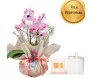 Kit presente com mini orquídea phalaenopsis rosa em embalagem de luxo e vela perfumada Dani Fernandes com redoma de vidro.