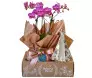 Kit presente com mini orquídea phalaenopsis rosa e imagem de Nossa Senhora em gesso com estampa floral rosa dentro de uma caixa kraft - Ikebana Flores.