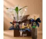 Kit Dia dos Pais com vinho Pata Negra, Ferrero Collection e bambu da sorte em box temática personalizada