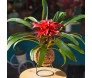 Kokedama de bromélia vermelha Estrela Escarlate com folhas verdes, em suporte de ferro, da Ikebana Flores