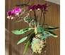 Kokedama de orquídea roxa suspensa com folhagem em um ambiente iluminado