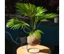 Kokedama de palmeira leque com folhas verdes em base metálica redonda, da floricultura Ikebana Flores