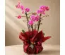 Mini orquídea de flores rosadas em vaso com embalagem sofisticada na cor bordô, laço de cetim decorativo e tag da floricultura - Ikebana Flores BH.