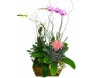Cesta de Orquídeas e Bromélia