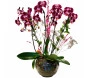 Arranjo luxuoso de orquídea phalaenopsis roxa com quatro hastes em vaso de vidro