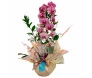 Arranjo elegante de orquídea phalaenopsis pintadinha rosa com embalagem decorativa