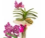Orquídea Vanda exuberante com flores rosa vibrante e folhas verdes, decorada com rede e fita, perfeita para decoração ou presente da Ikebana Flores