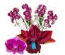Orquídea roxa gigante com quatro hastes em vaso decorativo com laço vermelho, perfeita para presentear ou decorar ambientes