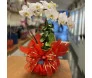 Orquídea Phalaenoposis branca para o natal