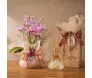 presente elegante com orquídea phalaenopsis e aromatizador floral