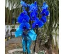 Orquídea com as pétalas azuis