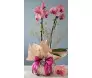 Arranjo de orquídea Phalaenopsis rosa em embalagem champagne com laço de cetim rosa para presente - Ikebana Flores BH.