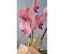 Detalhe das pétalas da orquídea rosa com nervuras naturais em destaque - Ikebana Flores.