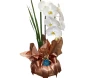 orquídea phalaenopsis branca na embalagem rose gold