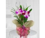 Orquídea cattleya na Juta - entrega para todo Brasil
