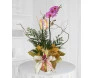 Orquídea Phalaenoposis na Tela Dourada