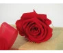 caixa 6 rosas colombianas preservadas