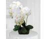 orquídea presente
