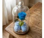 Rosa eterna azul com sapatinhos de bebê azuis em cúpula de vidro sobre base de madeira