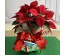 Bico de papagaio Poinsétia para natal bh