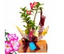 Arranjo exótico da Rosa do Deserto em caixa decorativa da Ikebana Flores