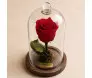 Rosa eterna vermelha natural preservada dentro de cúpula de vidro sobre base de madeira com placa dourada da Ikebana Flores.