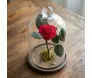 rosa eterna vermelha preservada em uma cúpula de vidro com base de madeira em cima de uma mesa de madeira