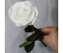 rosa eterna branca